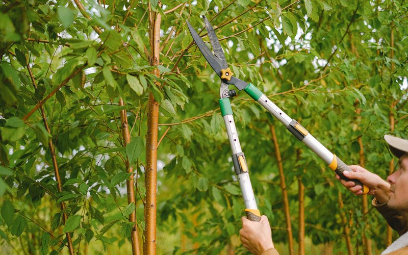 Tree trimming in Willow, AK